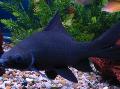 Photo Freshwater Fish Black shark 