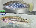 Photo Freshwater Fish Cortez s Swordtail 