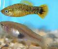Photo Freshwater Fish Xiphophorus evelynae 