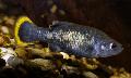 Photo Freshwater Fish Zoogoneticus 
