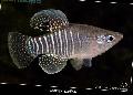 Photo Freshwater Fish Diamond Killifish 