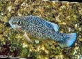 Aquarium Fish Cyprinodon Spotted Photo