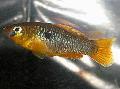 Photo Freshwater Fish Garmanella pulchra 