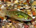 Photo Freshwater Fish Jordanella floridae 