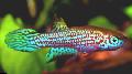 Photo Freshwater Fish Leptolebias 