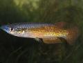 Photo Freshwater Fish Pachypanchax 