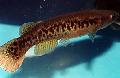 Aquarium Fishes Rivulus  Photo