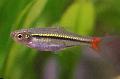 Photo Freshwater Fish Red-tail Rasbora 