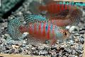 Photo Freshwater Fish Simpsonichthys 