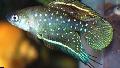 Aquarium Fishes Simpsonichthys Photo