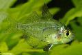 Photo Freshwater Fish Indian Glass Fish 
