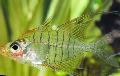 Photo Freshwater Fish Gymnochanda filamentosa 