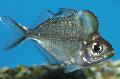  Humphead Glassfish Photo