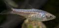 Photo Freshwater Fish Rasbora reticulata 
