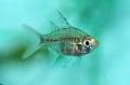 Photo Freshwater Fish Sailfin Glass Perchlet 