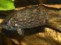 Photo Freshwater Fish Polycentrus schomburgkii 