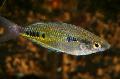 Photo Freshwater Fish Black-spotted rainbowfish 