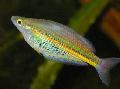Foto Flussfisch Ramu Regenbogenfisch 