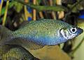 Photo Freshwater Fish Lake Wanam rainbowfish,  