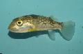 Photo Freshwater Fish Milk-spotted pufferfish 