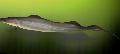Photo Freshwater Fish Aba, African Knifefish 