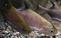 Photo Freshwater Fish Pollimyrus 