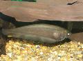 Photo Freshwater Fish African Knifefish 