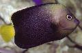 Aquarium Fishes Chaetodontoplus Photo