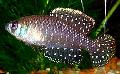 Photo Freshwater Fish Cynolebias nigripinnis 