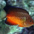  Rusty angelfish  Photo