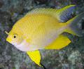 Photo Freshwater Fish Golden damselfish 
