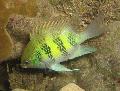 Photo Marine Fish (Sea Water) Staghorn Damselfish 