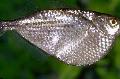Photo Freshwater Fish Silver Hatchet 