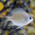 Photo Marine Fish (Sea Water) Ternate Damsel 