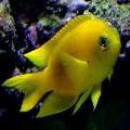 Photo Marine Fish (Sea Water) Canary Deep Water Damsel 