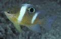 Aquarium Fishes Dischistodus Photo