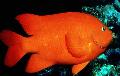 Photo Marine Fish (Sea Water) Garibaldi Damselfish 