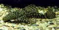 Photo Freshwater Fish Bristlenose Catfish 