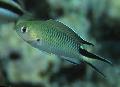 Bilde marin fisk (sjøvann) Pomachromis 