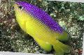 Aquarium Fish Stegastes Motley Photo