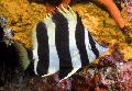 Photo Marine Fish (Sea Water) Lord Howe Coralfish 