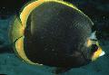 Photo Marine Fish (Sea Water) Dusky Butterflyfish 