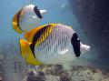  Lined butterflyfish Photo