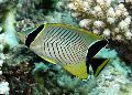 Photo Marine Fish (Sea Water) Chevron butterflyfish 
