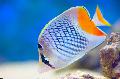 Photo Marine Fish (Sea Water) Red checkered butterfly 