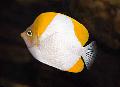Photo Marine Fish (Sea Water) Pyramid butterflyfish 