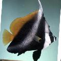 Photo Marine Fish (Sea Water) Masked Bannerfish, Phantom bannerfish 