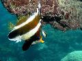  Pennant bannerfish  Photo