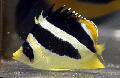 Photo Marine Fish (Sea Water) Butterfly mitratus, Indian butterflyfish 
