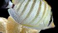 Photo Marine Fish (Sea Water) Pebbled Butterflyfish 